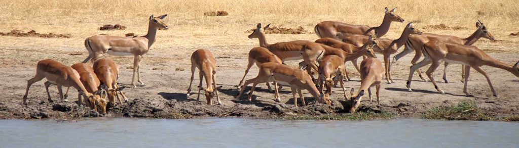 Impala aepyceros melampus common southern African antelope